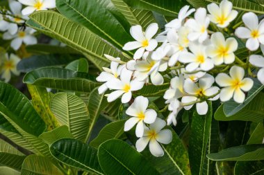 Yeşil yapraklı beyaz Frangipani çiçeği Plumeria alba