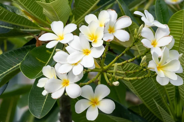 Fiore Frangipani Bianco Plumeria Alba Con Foglie Verdi — Foto Stock