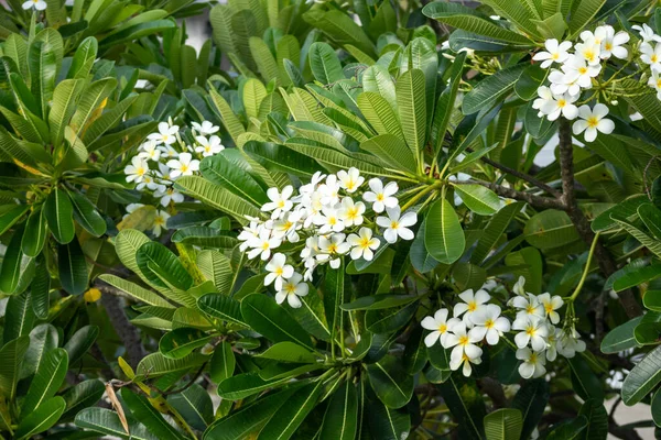 Λευκό Λουλούδι Frangipani Plumeria Alba Πράσινα Φύλλα — Φωτογραφία Αρχείου