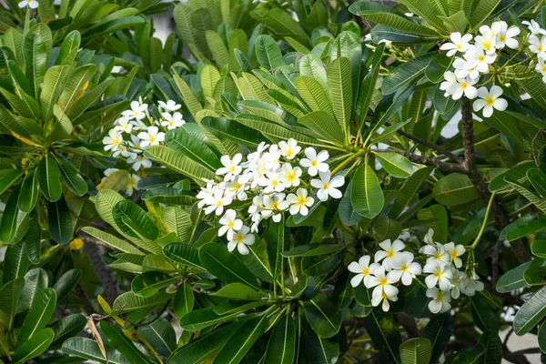 Vit Frangipani Blomma Plumeria Alba Med Gröna Blad — Stockfoto