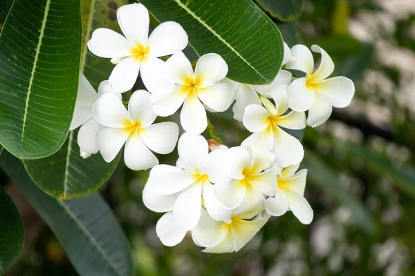 Белый Цветок Франжипани Plumeria Альба Зелеными Листьями — стоковое фото