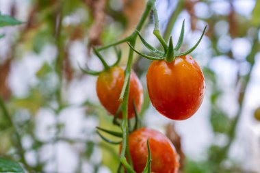 Taze kırmızı olgun domatesler organik bahçedeki asma filizine asılmış hasat etmeye hazır.