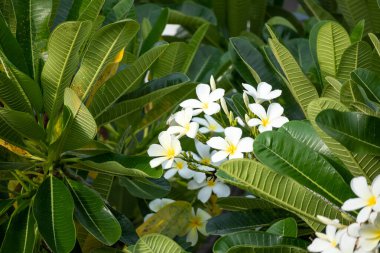 Yeşil yapraklı beyaz Frangipani çiçeği Plumeria alba