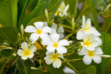 Yeşil yapraklı beyaz Frangipani çiçeği Plumeria alba