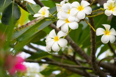 Yeşil yapraklı beyaz Frangipani çiçeği Plumeria alba