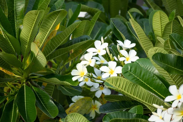 Yeşil yapraklı beyaz Frangipani çiçeği Plumeria alba