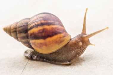 big helix snail on concrete floor close up