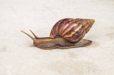 big helix snail on concrete floor close up