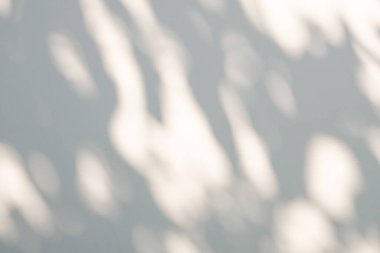 Soyut doğal ağaç beyaz duvar arkaplanında gölge bırakır