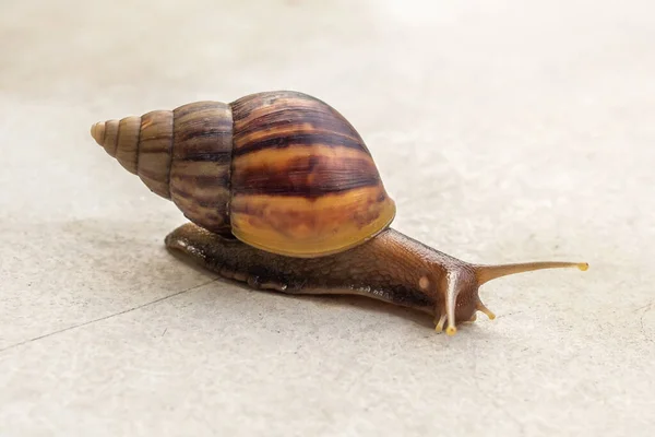 Big Helix Snail Concrete Floor Close — Stockfoto