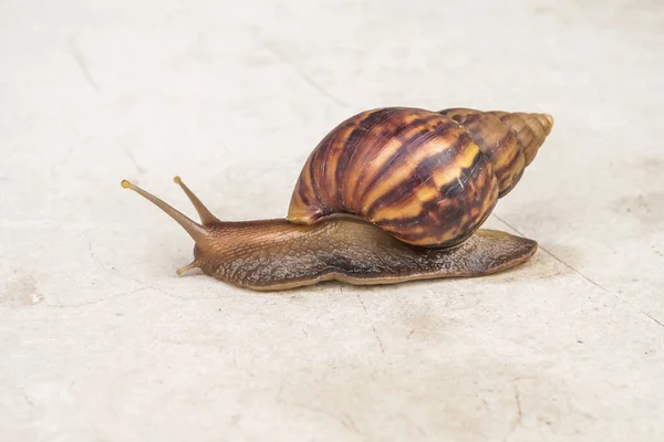 Big Helix Snail Concrete Floor Close — 스톡 사진