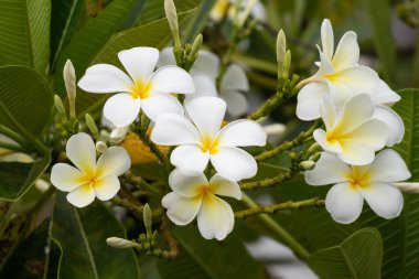 Yeşil yapraklı beyaz Frangipani çiçeği Plumeria alba