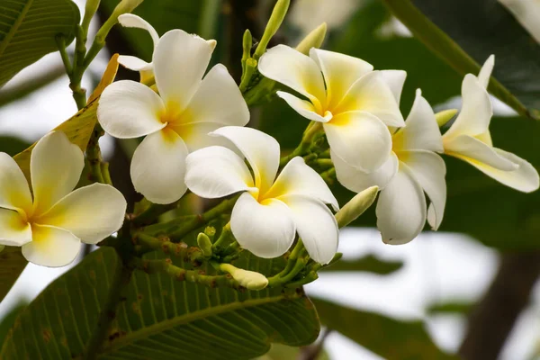 Біла Квітка Франгіпані Plumeria Alba Зеленим Листям — стокове фото