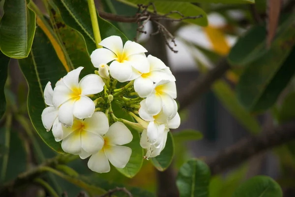 Flor Frangipani Branca Plumeria Alba Com Folhas Verdes — Fotografia de Stock