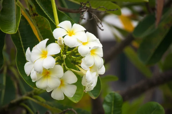 Белый Цветок Франжипани Plumeria Альба Зелеными Листьями — стоковое фото