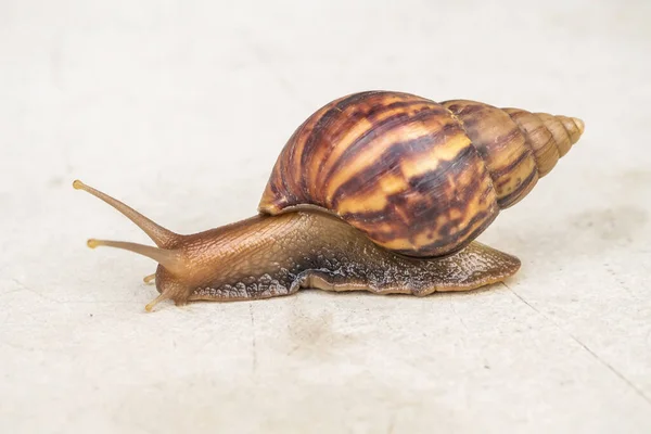 Big Helix Snail Concrete Floor Close — Fotografia de Stock
