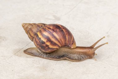 big helix snail on concrete floor close up