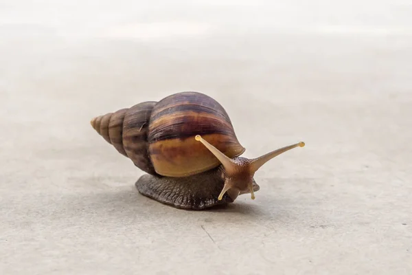 Big Helix Snail Concrete Floor Close — Zdjęcie stockowe