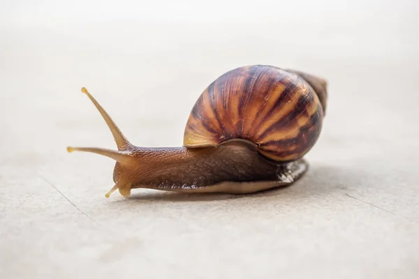 Big Helix Snail Concrete Floor Close — Photo