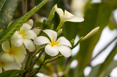 Yeşil yapraklı beyaz Frangipani çiçeği Plumeria alba