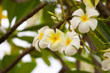 Yeşil yapraklı beyaz Frangipani çiçeği Plumeria alba