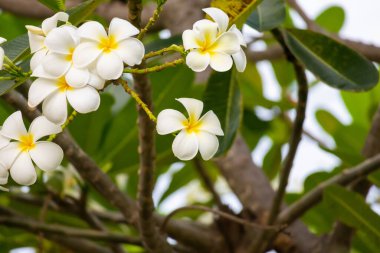 Yeşil yapraklı beyaz Frangipani çiçeği Plumeria alba