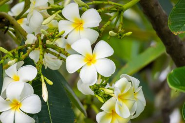 Yeşil yapraklı beyaz Frangipani çiçeği Plumeria alba