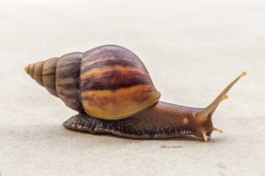 big helix snail on concrete floor close up
