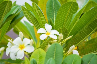 Yeşil yapraklı beyaz Frangipani çiçeği Plumeria alba