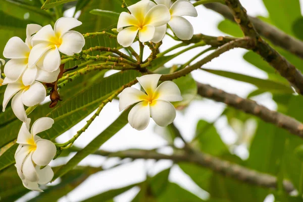 White Frangipani Flower Plumeria Alba Green Leaves — Stock Photo, Image