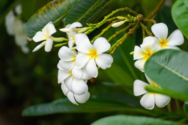 Yeşil yapraklı beyaz Frangipani çiçeği Plumeria alba