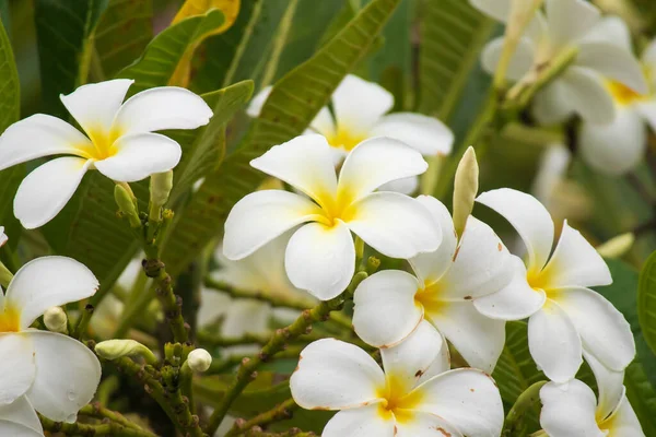 Fiore Frangipani Bianco Plumeria Alba Con Foglie Verdi — Foto Stock