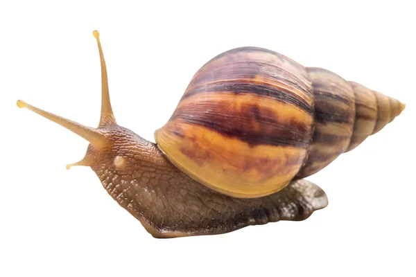 Big Helix Snail Isolated White Background — 스톡 사진