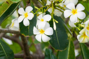 Yeşil yapraklı beyaz Frangipani çiçeği Plumeria alba