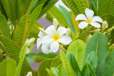 Yeşil yapraklı beyaz Frangipani çiçeği Plumeria alba