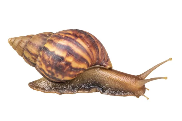 Big Helix Snail Isolated White Background — Stock Photo, Image