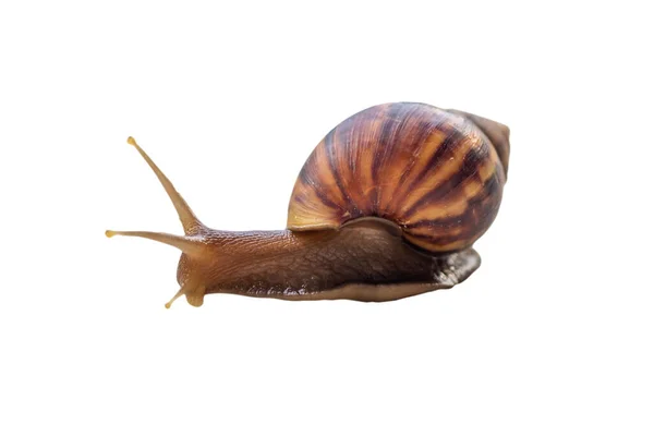 Big Helix Snail Isolated White Background — 스톡 사진