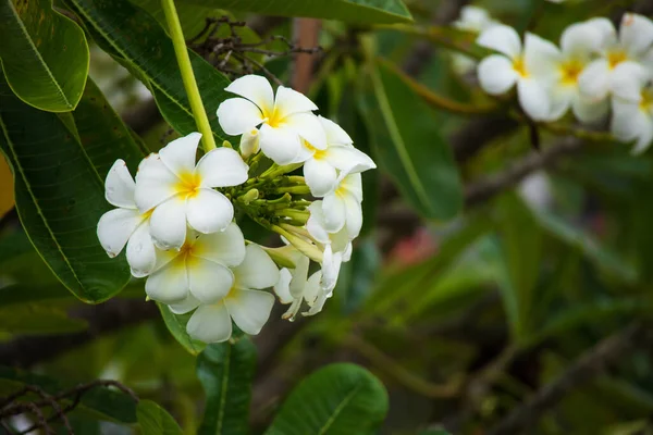 Flor Frangipani Blanca Plumeria Alba Con Hojas Verdes — Foto de Stock