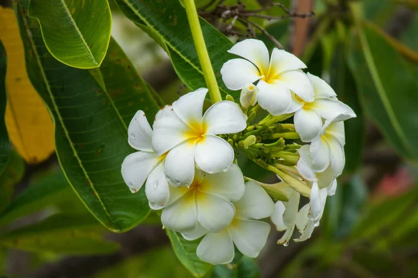白フランジパニの花緑の葉を持つプルメリア アルバ — ストック写真