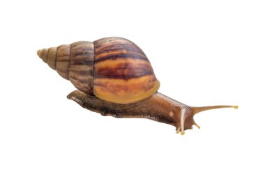 big helix snail isolated on white background