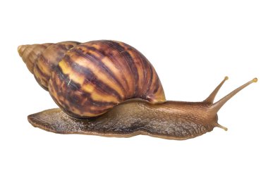 big helix snail isolated on white background