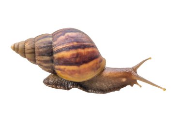 big helix snail isolated on white background