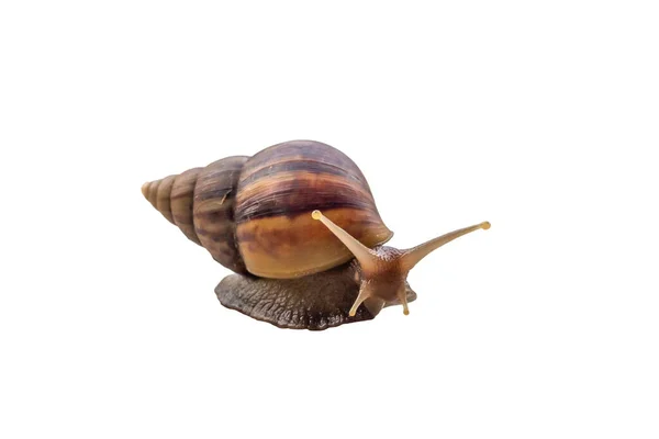 Big Helix Snail Isolated White Background — 图库照片