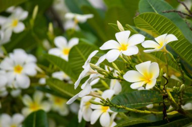 Yeşil yapraklı beyaz Frangipani çiçeği Plumeria alba