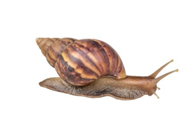 big helix snail isolated on white background