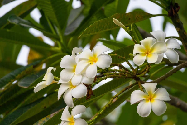 Yeşil Yapraklı Beyaz Frangipani Çiçeği Plumeria Alba — Stok fotoğraf