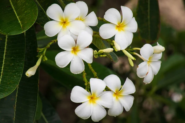 Λευκό Λουλούδι Frangipani Plumeria Alba Πράσινα Φύλλα — Φωτογραφία Αρχείου
