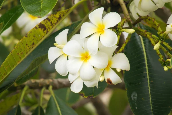 White Frangipani Flower Plumeria Alba Green Leaves — Stock Photo, Image