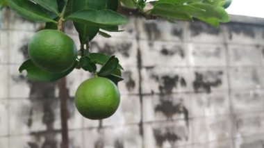 Asyalı bir bahçıvanın gün boyunca limon ağacının saplarından taze limon topladığı yakın plan çekimleri..