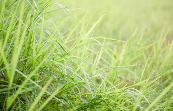 Dewdrops on top of grass after heavy rain. Concept of a golf course with overgrown grass has not been actively managed for a very long time sport. Due to coronavirus (COVID-19) outbreak, Field closed